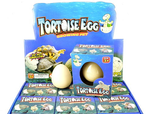 Growing Pet Tortoise Egg