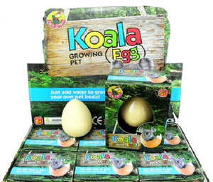 Growing Pet Koala Egg